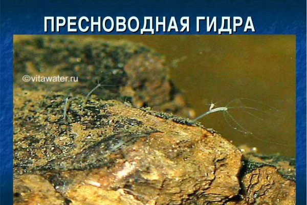 Kraken рабочее зеркало